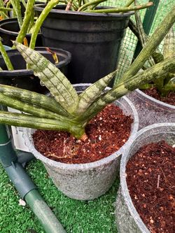 Cylindrica Snake Plant