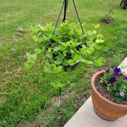 Tradescantia Zebrina