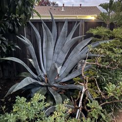 BIG AGAVE PLANT