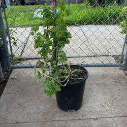 Full Tomato Plant 