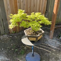Bonsai Japanese Maple
