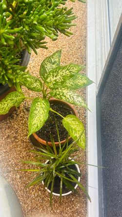 Plants and trees