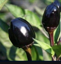 💯 Organic Well Rooted Olive Plant