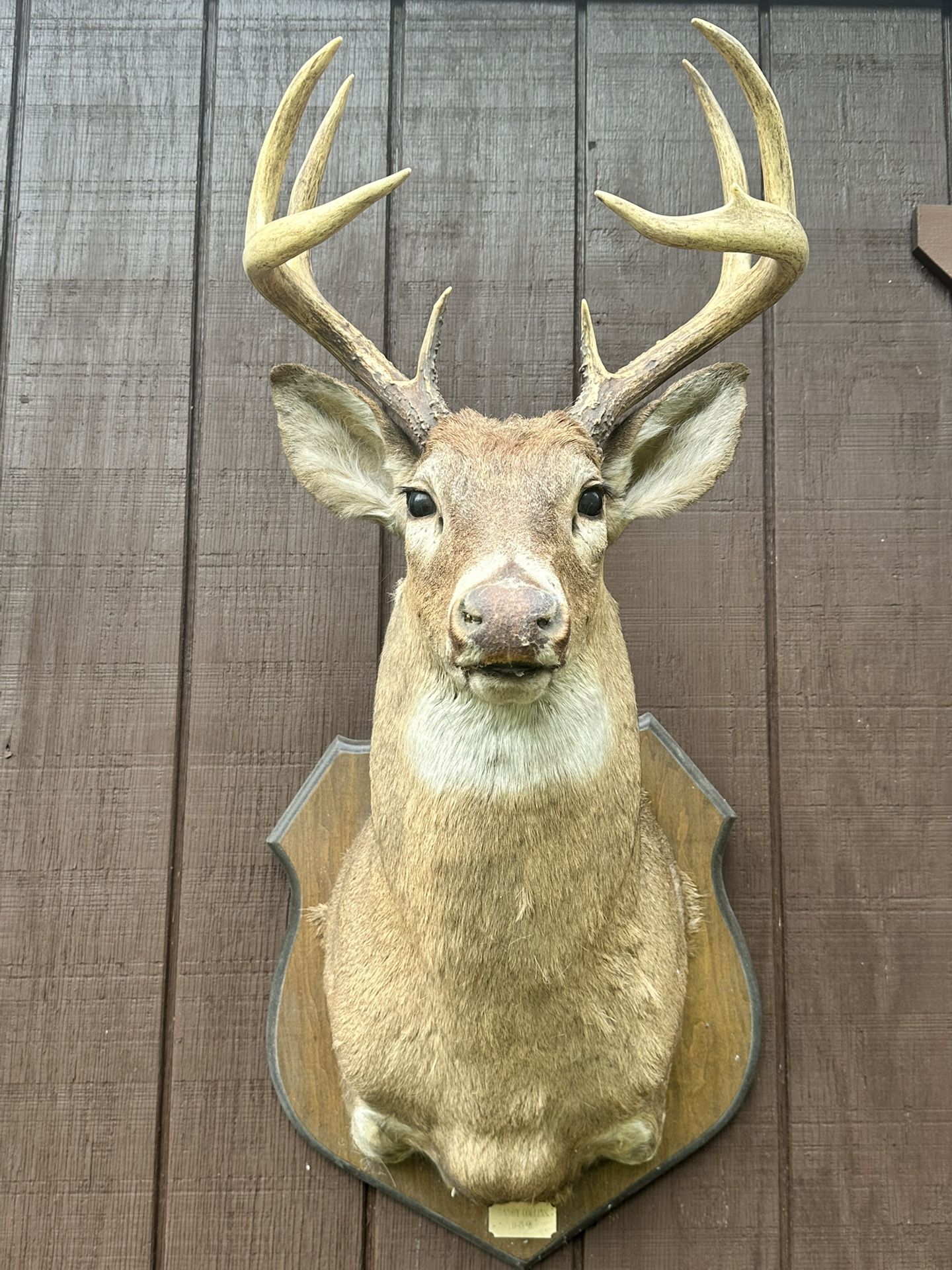 Deer Head With Wood Mount