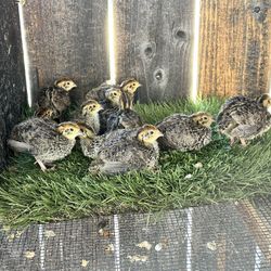 Quail Hatching Available for Sale!