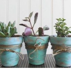 Aqua Color Pots  Succulents Three PCs Set Rustic Cuties