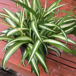 Spider Plant! For $7! Or Two For $10!