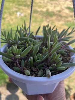 Planta.  Collar De Ruby
