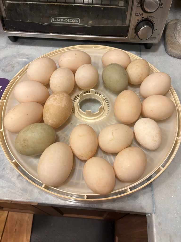 Duck Eggs