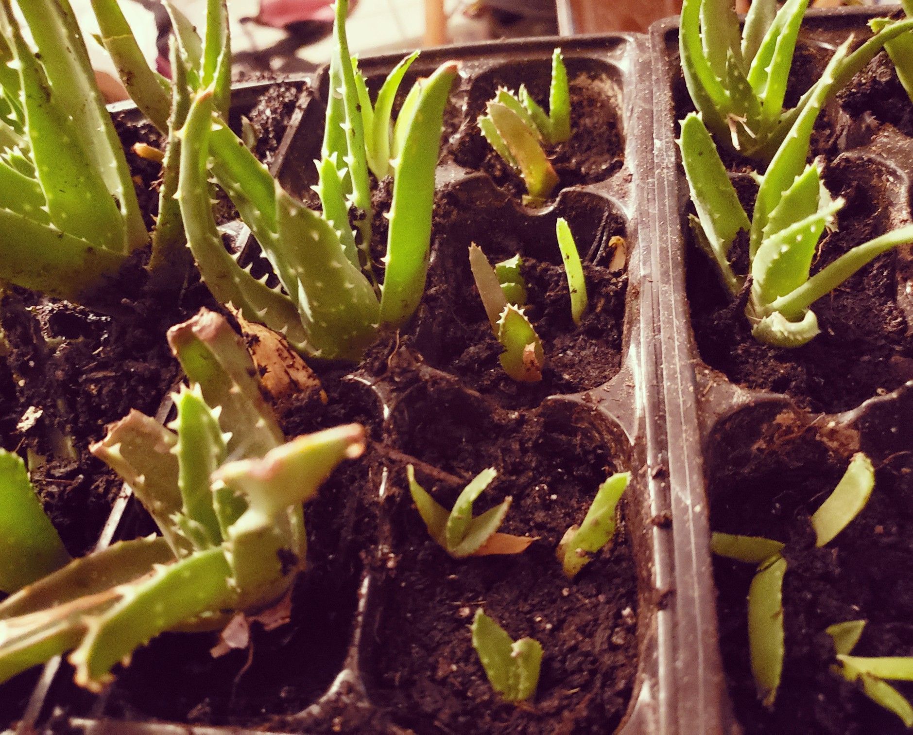 Aloe Vera Plants