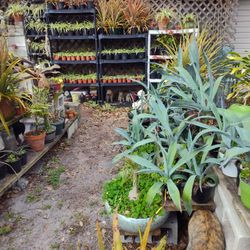 Plants, Driftwood And Rocks Available In Riverview 