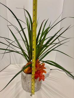 Vibrant Dracaena Marginata in 6” pot
