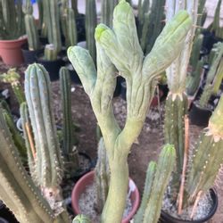 Bruce’s Dragon San Pedro Cactus