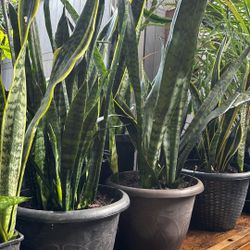 Snake Plant - 5 Gallon Plant