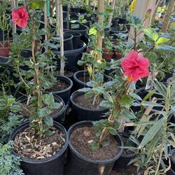 Hibiscus I’m 5 Gallon $30 Each