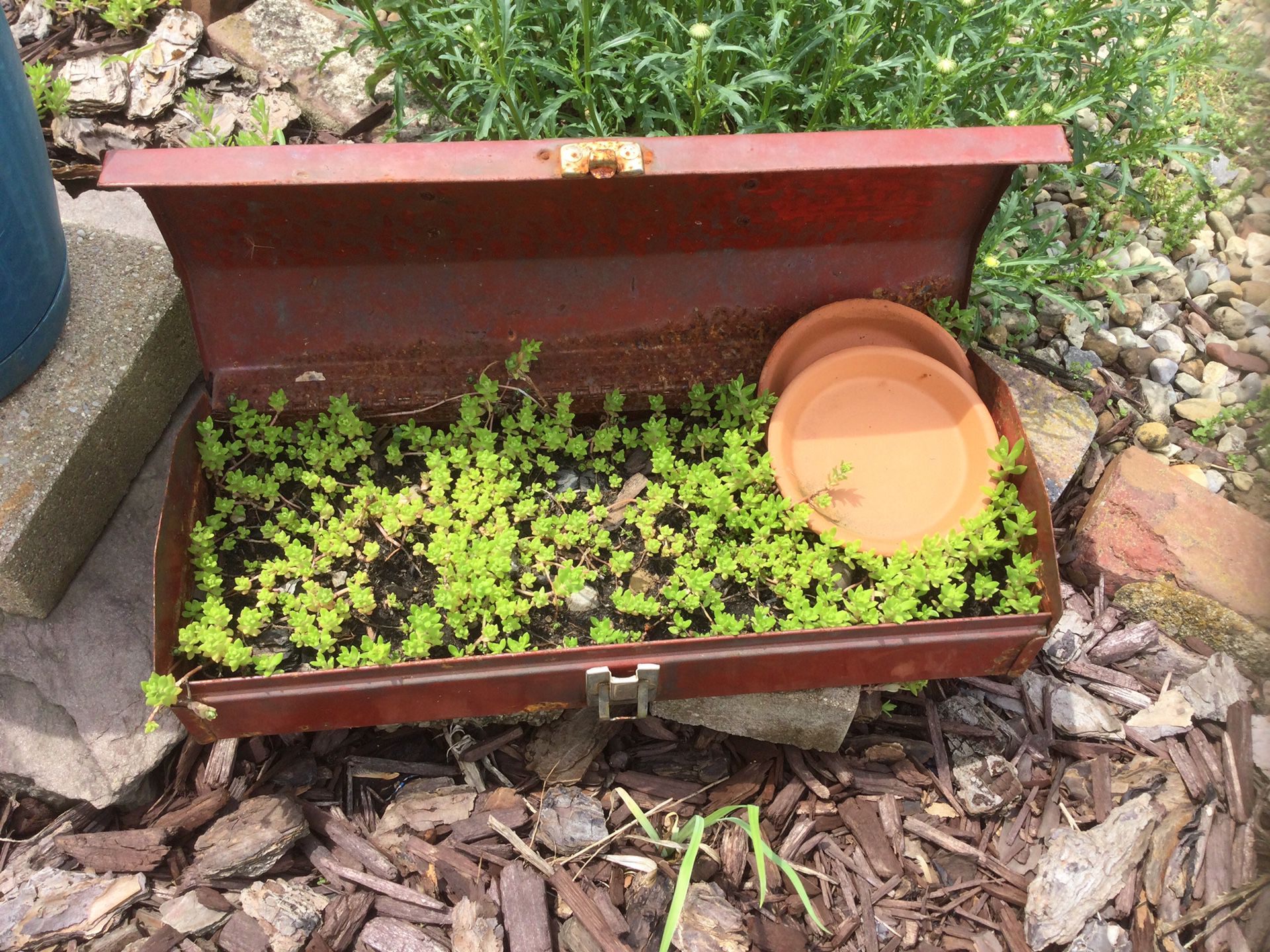 Old Tool Box With Plants