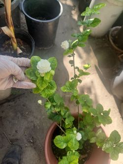 Jasmine