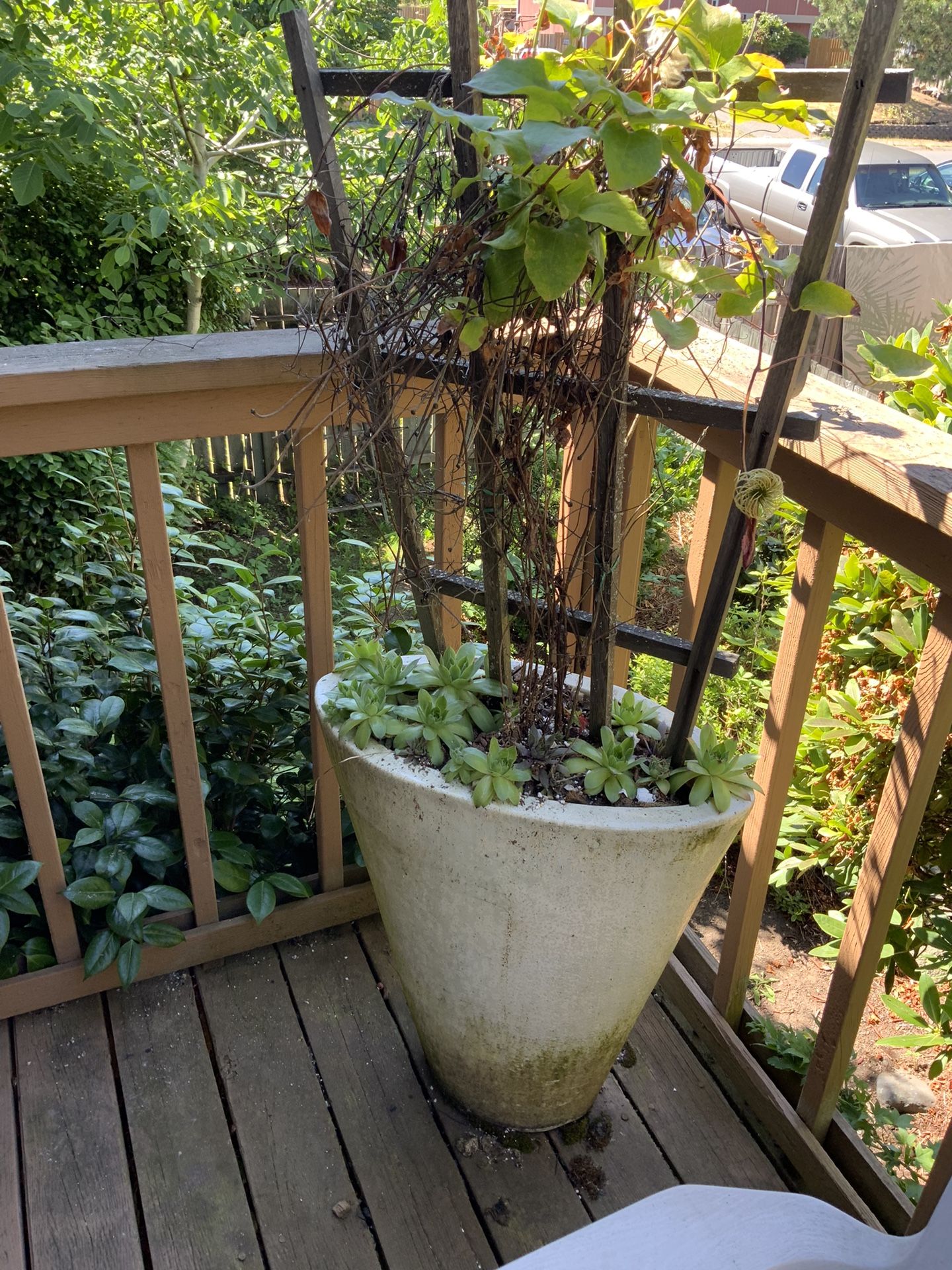 Clematis Flowers And large Planter