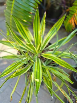 Sunglow agave