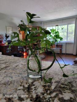 Rhaphidophora Tetrasperma Two Rooted Cuttings