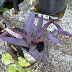 Purple Heart 💜 Tradescantia Plant In Pot Deep Color