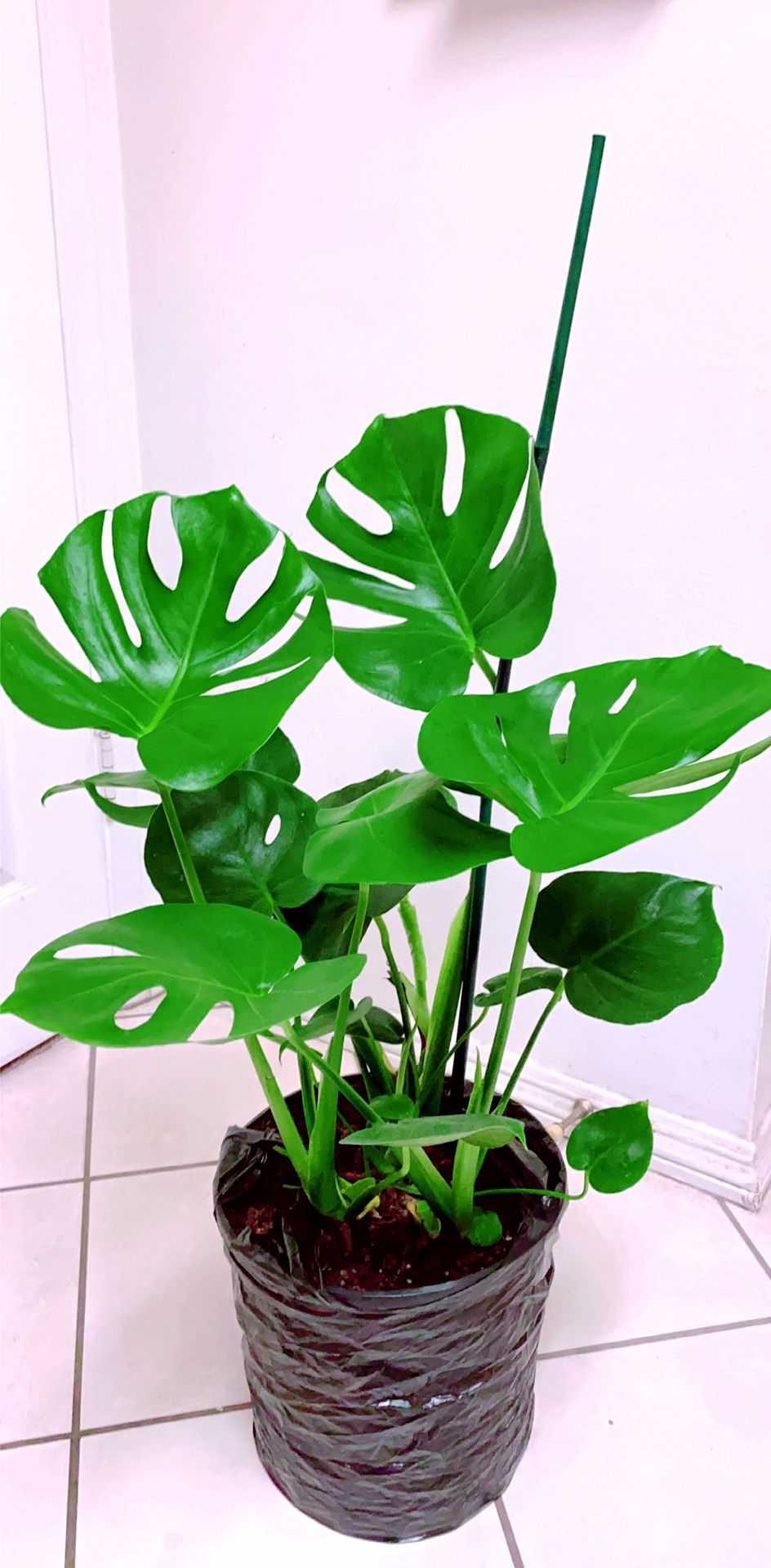 3 Big Monstera Philodendron Plants in 1 Pot /Monstera Deliciosa Plants - 10” Nursery - 28” Tall