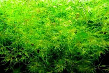Hornwort  CoontailAnd Grass Aquatic Plants For Aquarium Plants Only