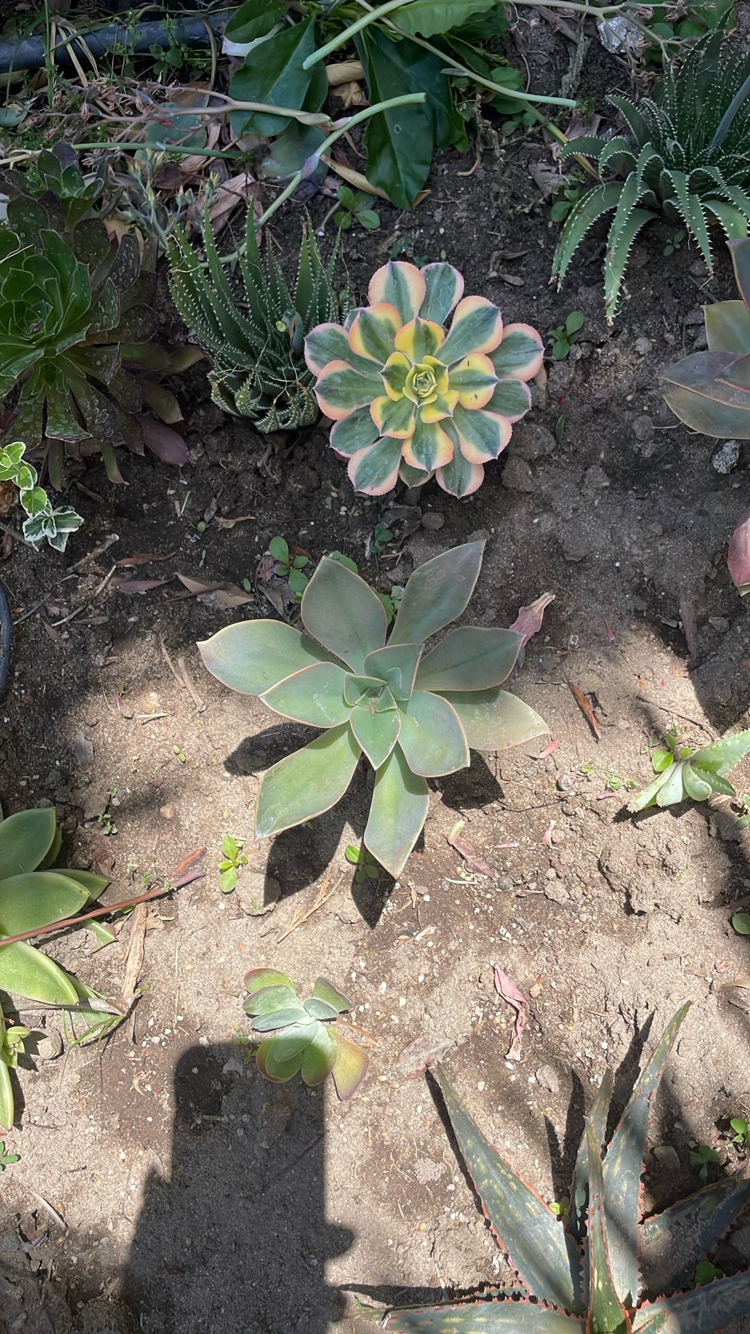 Diferentes suculentas, cinco dolores cada una