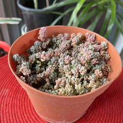Corsican Stonecrop Succulent Plant