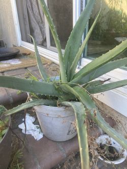 Aloe Vera Plant
