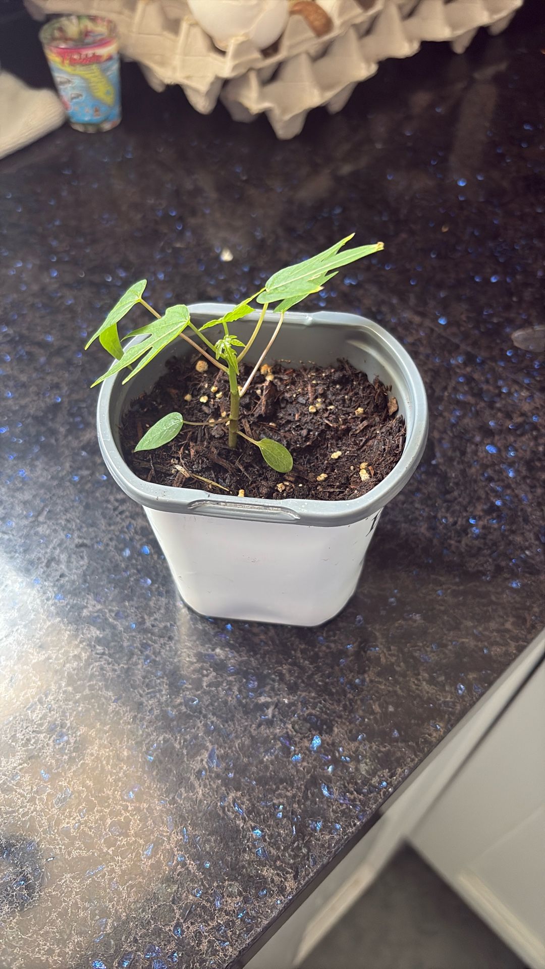 Healthy Papaya Seedling Plant