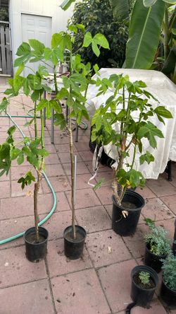 Plantas Vivas De Chaya 