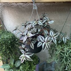 Hermosas Succulents   Y Planta De Interior  