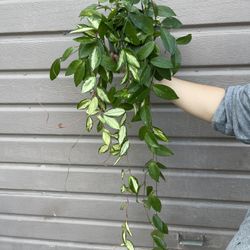 6” Hoya Princess 