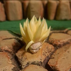 Sh Figuarts Dragon Ball Z Gohan Head 