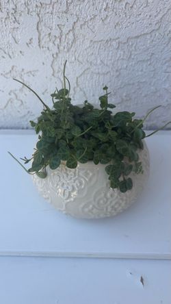String of Turtles