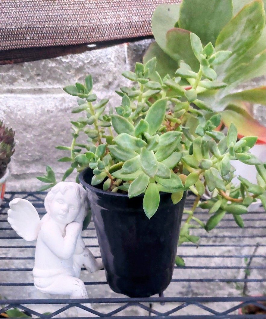 Succulents