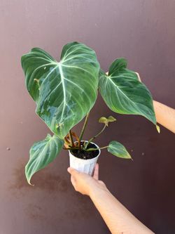 4” Philodendron Gloriosum