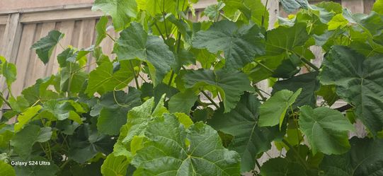 Grape leaf
