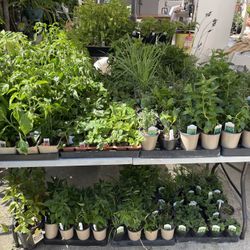 Herb Plants And Chili Plants 