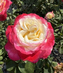 Double delight rose in a big pot