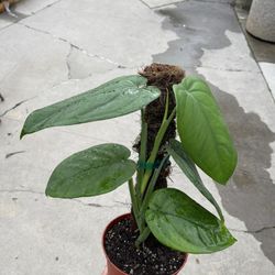 6” syngonium chiapense 