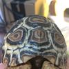 Bo 🐢