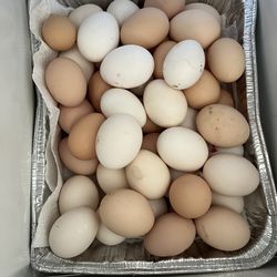 Fresh Brown Eggs 