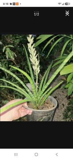 Rare Sanseveria trifasciata Houseplant