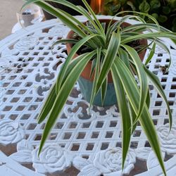 Spider Plant 