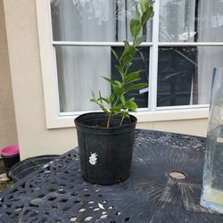 Bay Leaf Herb Tree, Sweet Bay Laurel Plant