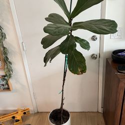 Fiddle Leaf 
