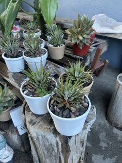 Cactus Zebras $10 Each