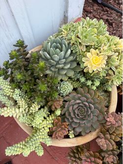 Large succulent Mix for Sale in Vintage pot 18 in